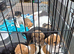 Adorable Jack Russel Puppies
