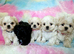 Imperial Shih Tzu X Maltese puppies