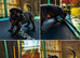 Staffordshire bull terrier pups