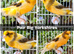 Stunning Canaries - Yorkshire, Gloster, Reds, Fife, Agate, Frills etc