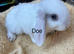 Gorgeous mini lop babies