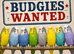 BUDGIES WANTED - MORE THE BETTER - CASH WAITING