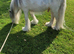 Broodmare.