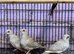 Diamond doves