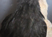 3 x Black Barbu D'uccle pullets