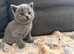 Stunning Black British Shorthair Kittens &ndash; Only 2 Left