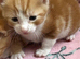 Kittens