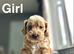 Lilac stunning apricot cockapoo girls and boys available