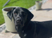 2 year old black Labrador