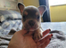 French bulldog puppies for sale