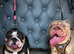 English bulldog