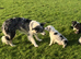 Beautiful Border Collie Puppies For Sale