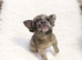 Kc Fluffy French Bulldogs