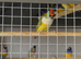 Young and adult finches