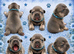 Health tested parents stunning kc registered french bulldog puppies