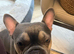 Male and female frenchies