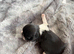 Shih Tzu puppies
