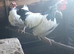 Pair of light Sussex Bantams