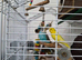 Yellow budgie for sale