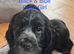 KC Registered Cocker Spaniels