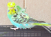 Beautiful young budgies available