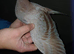 Melueman x Rubella Spread homing pigeon