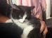 Female fluffy kitten