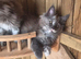 Pure Maine Coon Kittens