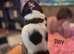 Beautiful spocker puppies