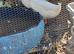 2 Male Peking Ducks