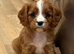 Beautiful cavalier puppies