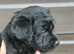 TOP QUALITY FELL TERRIER PUPS