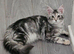 Maine Coon kitten Champion bloodlines