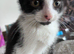 Mix Breed Tortoise Shell Kittens