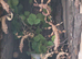 Giant prickly stick insect