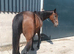 Sport horse mare