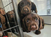 Working cocker spaniels