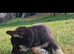 German shepherd puppies for sale.