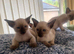 Siamese kittens