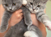 British Longhair Kitten