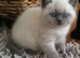 Poshcats blue and blue point kittens