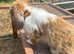 Beautiful male mini lop boy - 2 years old