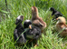 Week old hybrid chicks