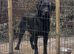 Black Labrador kc registered