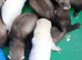 Ferret kits