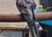 2 Beautiful cockatiels looking for a new home