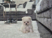 Pomeranian teddy bears xxs