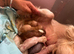 Chinese crested puppies