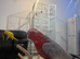 Galah cockatoo the friendly talking parrot