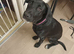 6 month old mixed breed